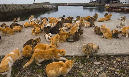 why-is-cat-island-in-japan