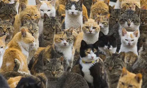 why-is-cat-island-in-japan