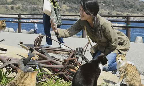 why-is-cat-island-in-japan