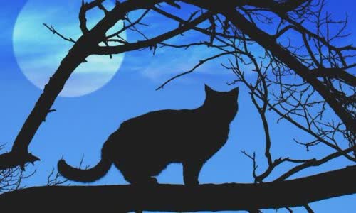 Why is the black cat related to Halloween?