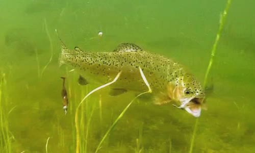 10-fish-facts-about-rainbow-trout