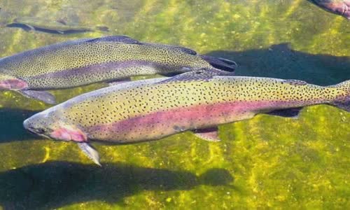 10 fish facts about rainbow trout