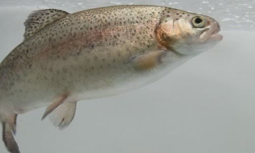 10-fish-facts-about-rainbow-trout