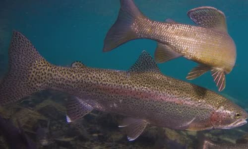 10-fish-facts-about-rainbow-trout