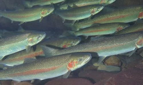 10-fish-facts-about-rainbow-trout