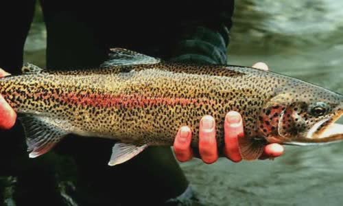 10-fish-facts-about-rainbow-trout