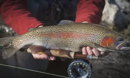 10-fish-facts-about-rainbow-trout
