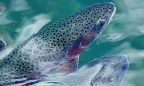 10-fish-facts-about-rainbow-trout