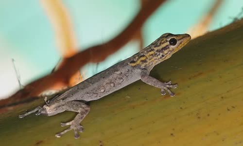 12-interesting-facts-about-lizards