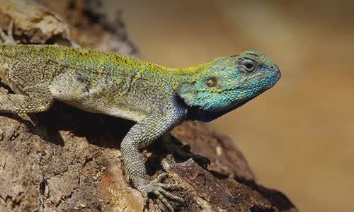 12 interesting facts about lizards