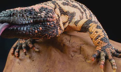 12-interesting-facts-about-lizards