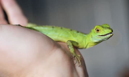 12-interesting-facts-about-lizards