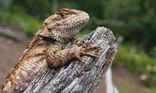 12-interesting-facts-about-lizards