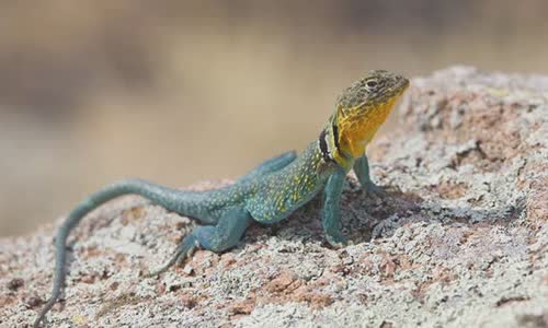 12-interesting-facts-about-lizards