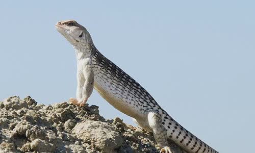 12-interesting-facts-about-lizards