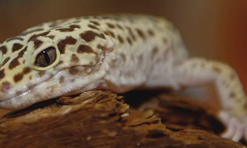 12-interesting-facts-about-lizards