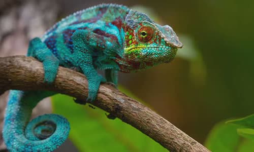 12-interesting-facts-about-lizards