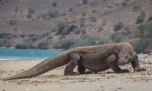 12-interesting-facts-about-lizards