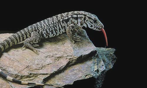 12-interesting-facts-about-lizards