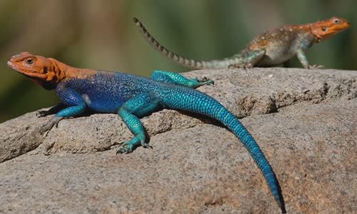 12-interesting-facts-about-lizards
