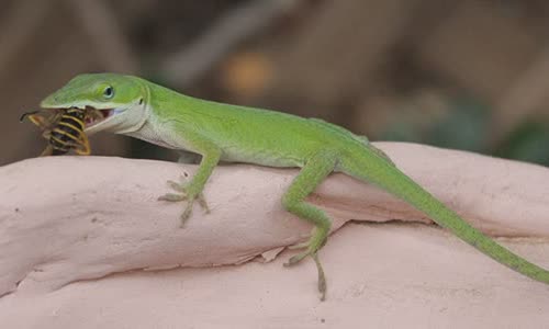 12-interesting-facts-about-lizards