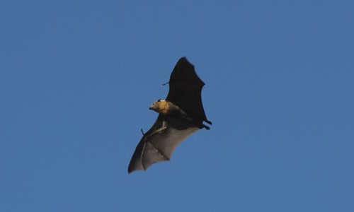 13 interesting facts about bats