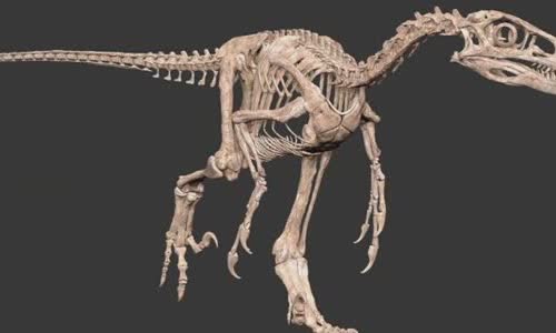 13-valiant-facts-about-velociraptors