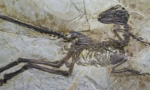 13-valiant-facts-about-velociraptors