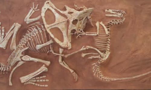 13-valiant-facts-about-velociraptors