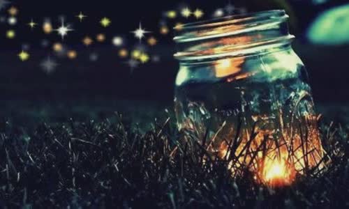 14 interesting facts about fireflies
