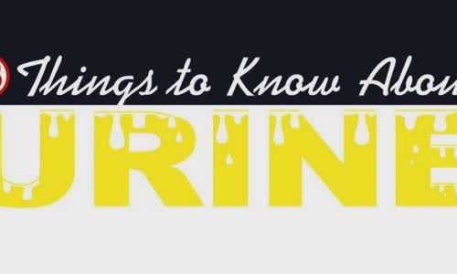 15 facts about urine information