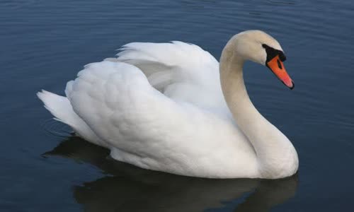 15 interesting facts about swans