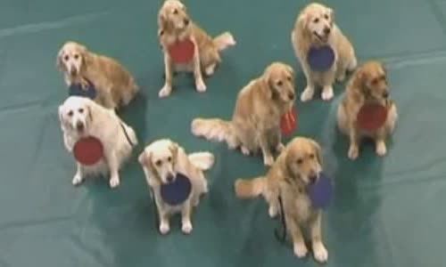 16 Golden Retrievers explains the atom
