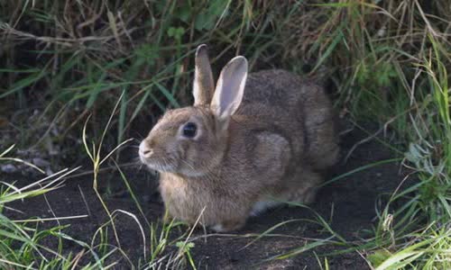 19 interesting facts about rabbits