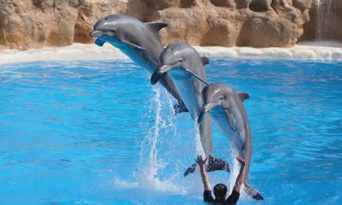 21 amazing facts about dolphins