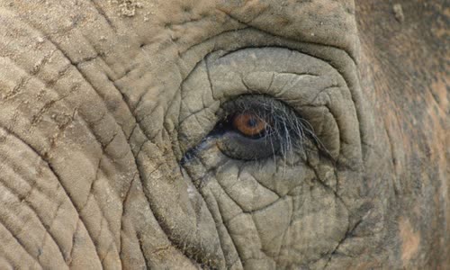 25 interesting facts about elephants