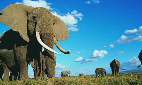 25-interesting-facts-about-elephants