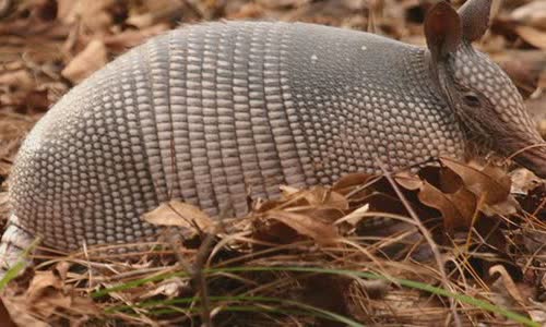 30 interesting facts about Armadillos