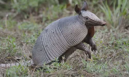 30-interesting-facts-about-armadillos