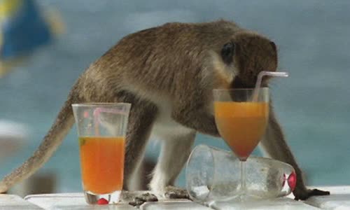 5-species-of-animals-get-drunk-in-the-wild