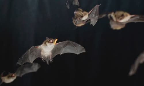 5-species-of-animals-get-drunk-in-the-wild