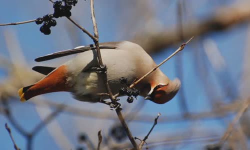 5-species-of-animals-get-drunk-in-the-wild