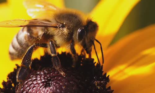 5-species-of-animals-get-drunk-in-the-wild