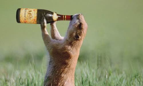 5 species of animals get drunk in the wild