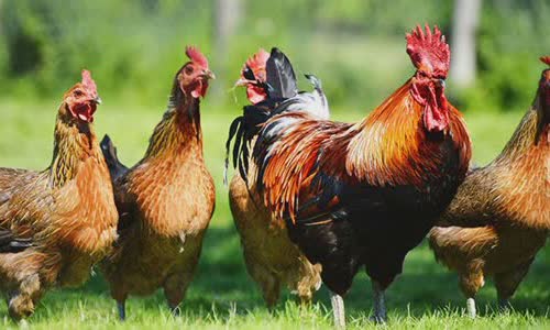 50-chicken-facts-that-will-ruff-your-feathers