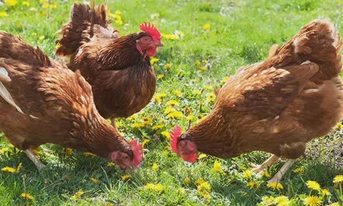 50 chicken facts that will ruff your feathers!