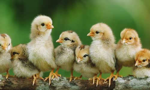 50-chicken-facts-that-will-ruff-your-feathers