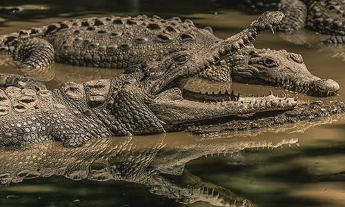 crocodile-vs-crocodile-7-differences