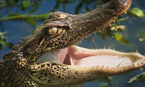 crocodile-vs-crocodile-7-differences