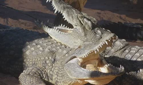 crocodile-vs-crocodile-7-differences